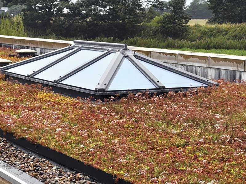 sedum-green-roofs